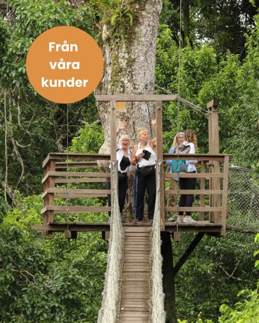 Ibland blir man lite extra glad som researrangör. Ett av de tillfällena är när våra resenärer väljer att dela sina upplevelser med oss i ord och bild. Och det har Conny gjort!! Conny, Gunilla och Ami åkte med oss till Peru och Galapagos våren 2025. I ett antal artiklar under hösten kommer vi dela deras fantastiska äventyr! Här får du följa med till Lima och Amazonas.
📷 @connyreser 
Länk som vanligt i bion @kenzantravel