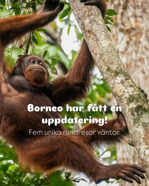Borneo är en av världens sista platser där orangutanger fortfarande lever vilt. Ett möte du sent kommer att glömma.

Kinabatanganfloden
Tidiga morgnar och stilla floder. Här väntar näsapor, krokodiler, näshornsfåglar och kanske till och med en dvärgelefant.

Danum Valley eller regnskogsvandring
Vandra genom en av världens äldsta regnskogar, där naturen fortfarande styr och varje stig bjuder på nya upptäckter.

Ibanfolkets långhus
Möt Ibanfolket och få en inblick i en kultur där traditioner och gemenskap fortfarande är en självklar del av vardagen.

Gaya Island eller Lankayan
Efter regnskogens äventyr väntar lugnet. Kristallklart vatten, korallrev och dagar som får tiden att sakta ner.

Vi har uppdaterat alla våra Borneoresor från klassiska naturresor till äventyrliga expeditioner. 
Kontakta oss gärna så hjälper vi dig med din nästa drömresa!
📞 08 30 21 03
📩 info@kenzantravel.se
https://www.kenzantravel.se/borneo/