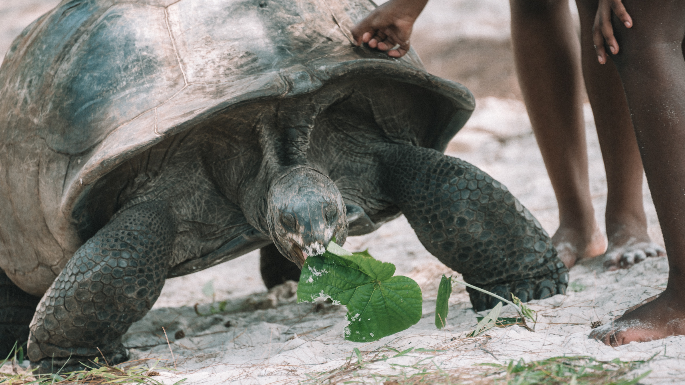 Curieuse Island – jättesköldpaddor & Coco de Mer-palmer