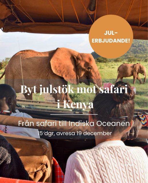Byt julstök mot savann i Kenya!
Tänk dig att fira jul med elefanter, lejon och andra vilda djur i tre av Kenyas riktigt fina och varierade nationalparker. På den här 15-dagarsresan kombinerar du safari i Meru, Samburu och Lake Nakuru med avkopplande dagar vid Indiska oceanen på Diani Beach.
Nu har vi en sista resa kvar för fyra personer med avresa den 19 december. En möjlighet att samla familjen eller vänner för att fira jul och nyår på ett helt annat sätt, långt från julstöket hemma.
Priset är per person och gäller när ni är fyra som reser tillsammans.
Läs mer om resan på vår hemsida eller slå en signal så berättar vi gärna mer:
📞 08-30 21 03
📩 info@kenzantravel.se
🔗 https://www.kenzantravel.se/resor/julerbjudande-safari-i-kenya-och-stranddagar-vid-diani-beach/
(Klickbar länk i bion @kenzantravel )